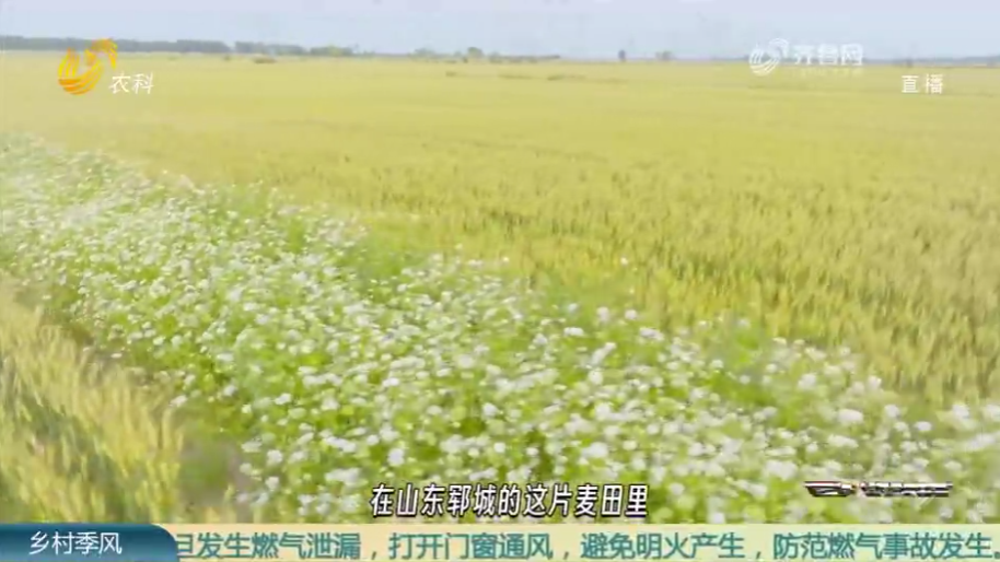 重塑农田生态系统 打造养草治虫的绿色“长城”